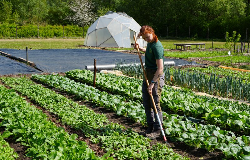 Poppy Eyre teelt met haar compagnon alle groenten op de voedseltuin bij Barton Arnts: 'De 275 abonnees hoeven alleen wekelijks te oogsten wat wij aanwijzen.'