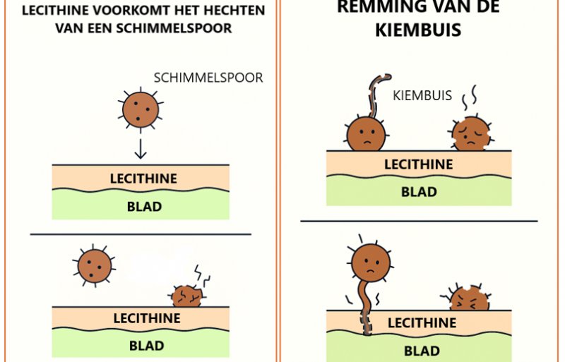 Lecithine voorkomt het hechten van een schimmelspoor.
