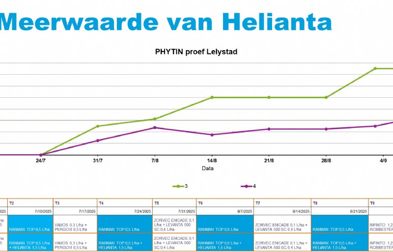 Uitkomst van de proef: 10 procent minder phytophthora-aantasting door Helianta vier keer toe te voegen aan het phytophthora-schema.