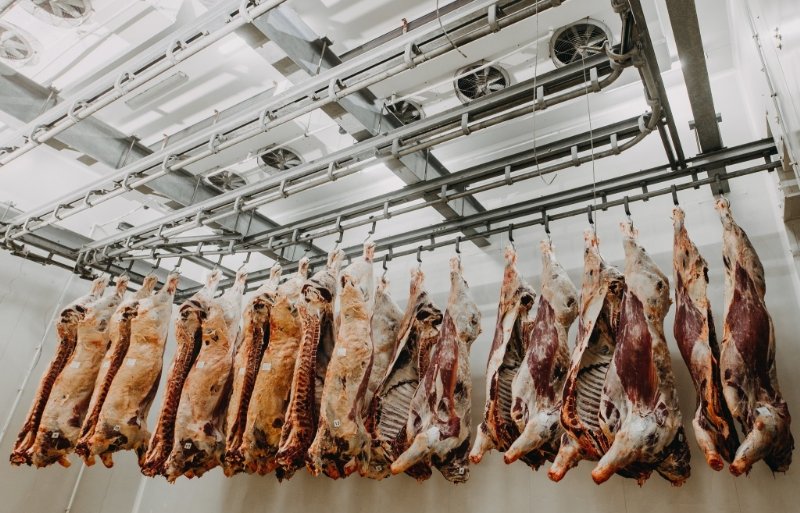 Van de geslachte dieren wordt 70 procent geëxporteerd, voornamelijk als karkas.