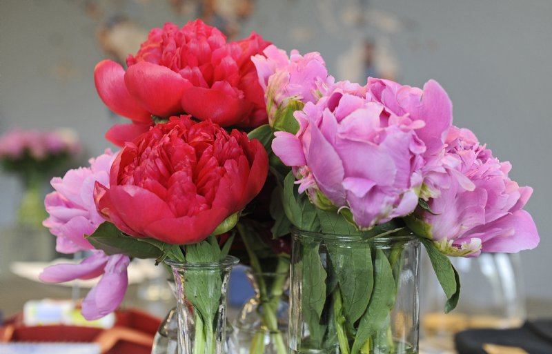 De broers Molenaar telen pioenrozen in een breed kleurenpallet.