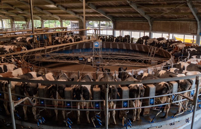 Familie Van Vliet melkt met een carrousel van vijftig stands.