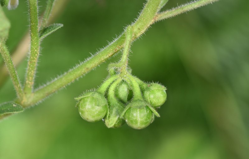 Green Nightshade - Solanum nitidibaccatum
