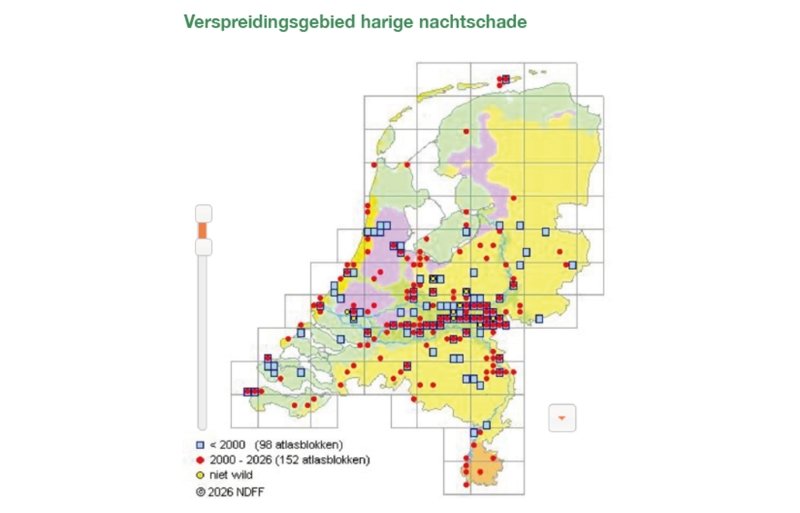 Harige nachtschade komt vooral voor rond de grote rivieren en in het zuiden van Nederland. De afgelopen jaren heeft het onkruid zich zeer snel verspreid.