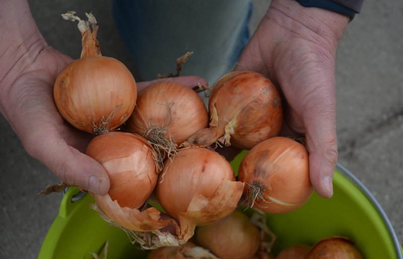 De laatste uien van oogst 2025, voor eigen consumptie.