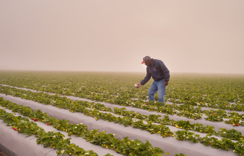Laurence London van Sugarloaf Farm in Californië (VS) ‘strooit’ gewasbescherming.