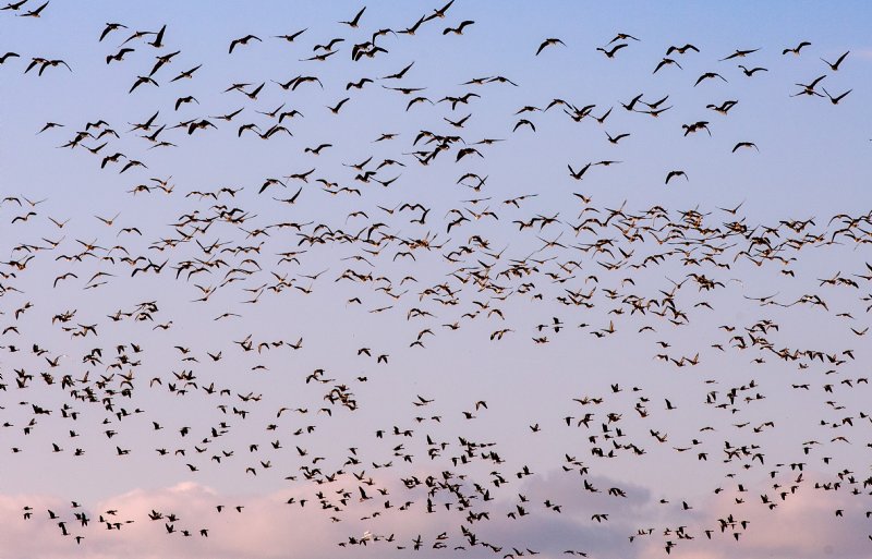Het Natura 2000-gebied Noordzeekustzone moet het leefgebied van vogels verbeteren.