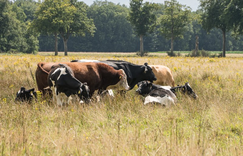 Een groepje vleeskoeien nabij het Drentse Coevorden. Voor agrarisch natuurbeheer ziet het kabinet een grote rol binnen de stikstofzones.