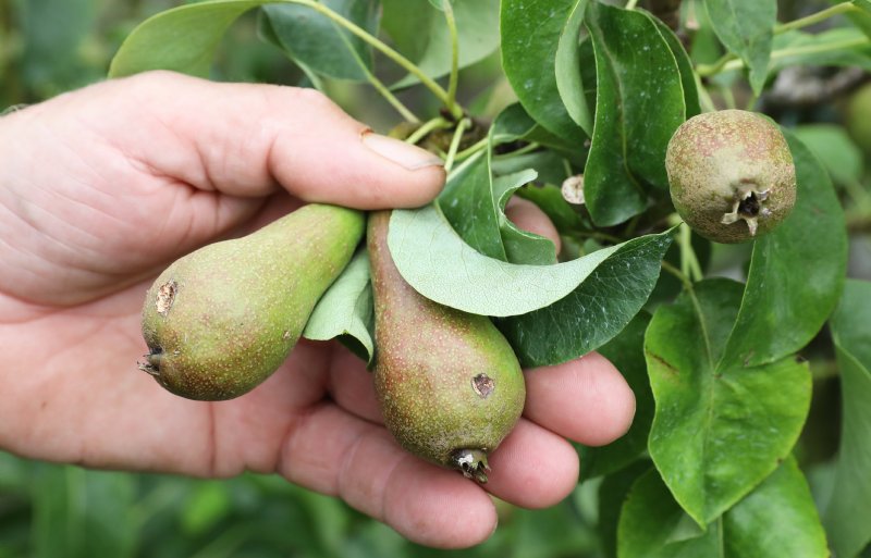 Hagelschade aan peren van fruitteler Jan van Olst in Andelst.
