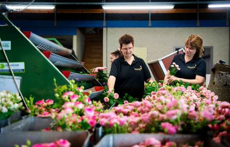 De afzet van de vele speciale soorten gaat over de drie grote Nederlandse veilingen.