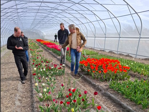 Econtulips werkt aan multiresistente tulpen, waardoor telers minder afhankelijk worden van gewasbeschermingsmiddelen.