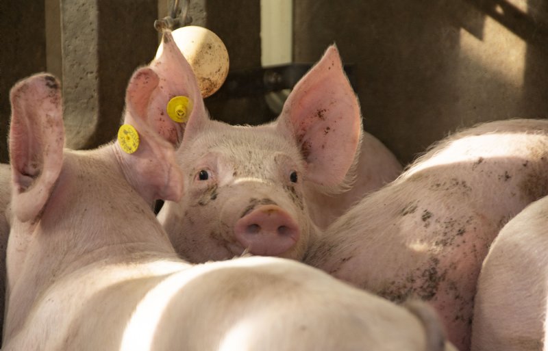 Varkens houden zich het liefst rustig op de warmste momenten van de dag.