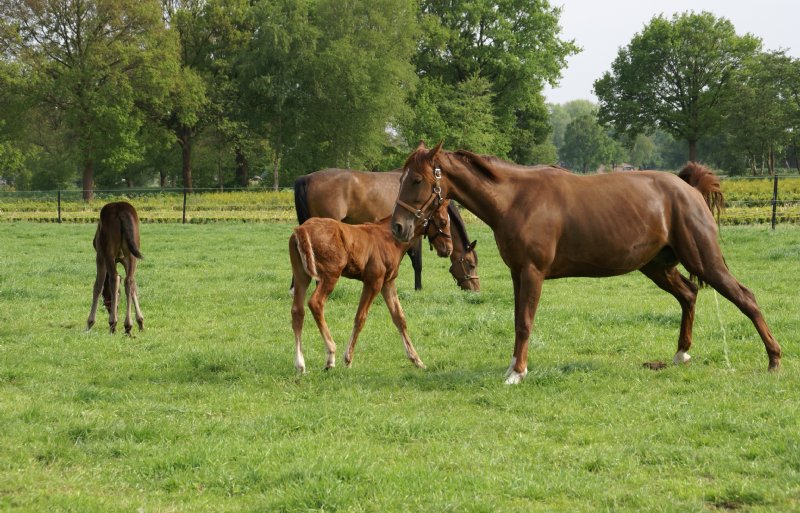 Tijdens warme dagen gaan paarden sneller ademhalen en meer zweten. Dat helpt bij de afkoeling, maar vergroot tegelijkertijd het risico op uitdroging.