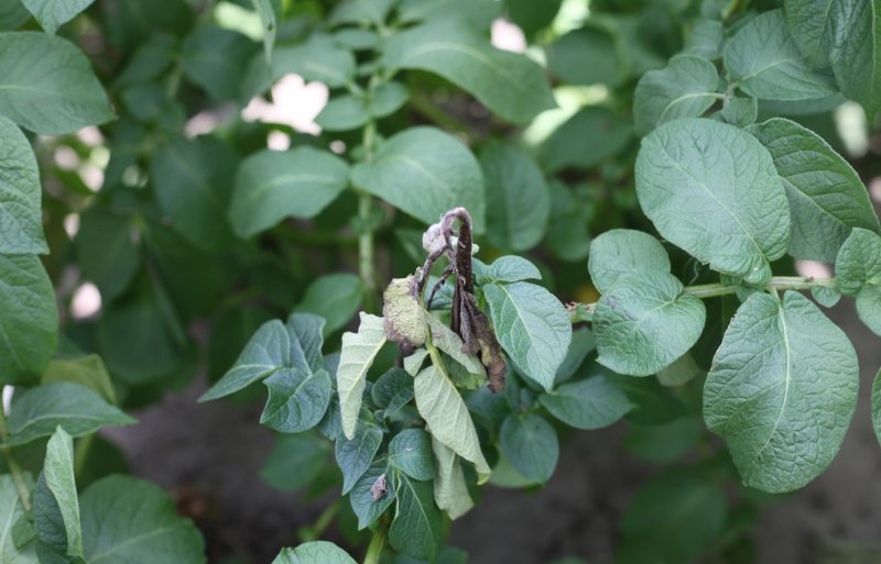 Een aardappelplant waarop phytophthora is aangetroffen.