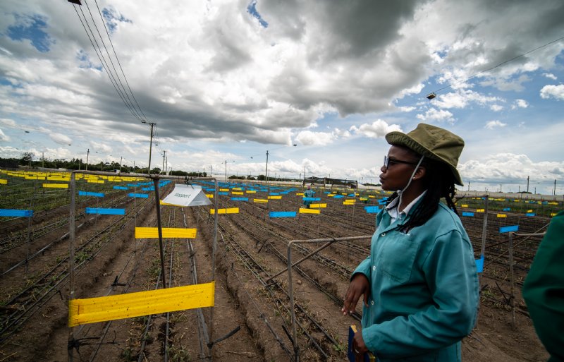 Teeltmanager Glory Gatwiri laat zien dat op grote schaal gebruik wordt gemaakt van plakvallen.