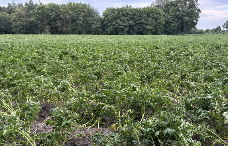 Het beeld op een perceel aardappelen in de Achterhoek zondagmiddag. Maandagochtend was het gewas alweer behoorlijk bijgetrokken.
