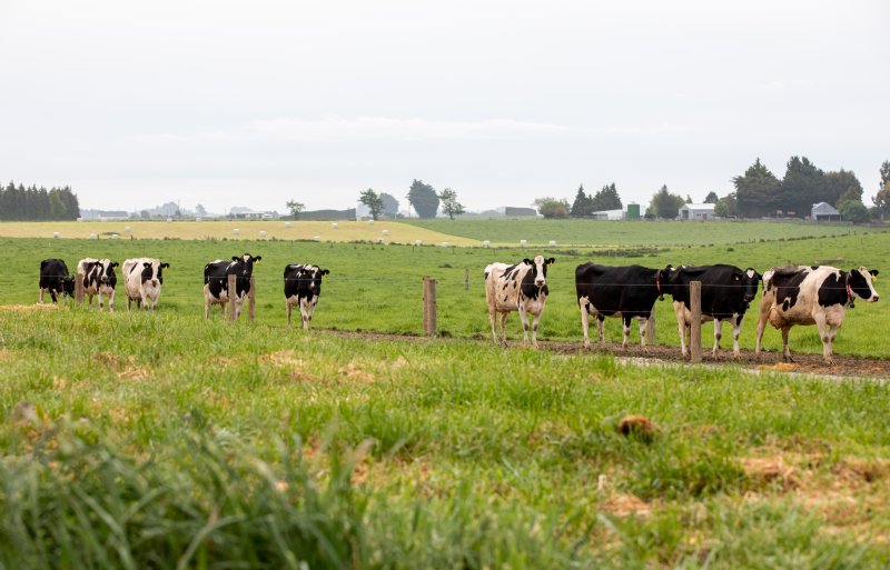 De koeien van de Nieuw-Zeelandse melkveehouder Bruce Dinnington lopen in de zomer buiten.