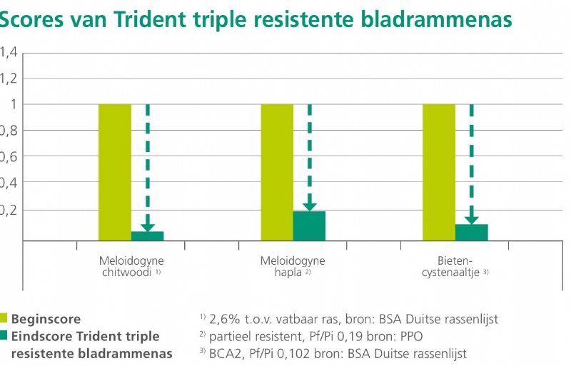 Trident bladrammenas heeft een diepe doorworteling en bewezen drievoudige resistentie tegen parasitaire aaltjes