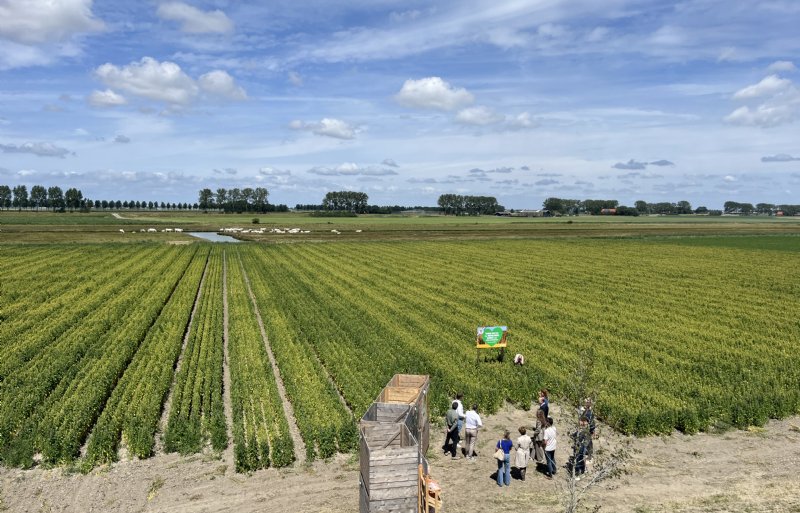 Op het bedrijf van de familie Van Eck wordt 11 hectare quinoa biologisch geteeld.