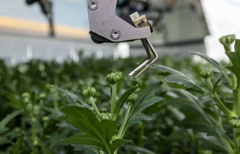 Met een schaartje knipt de robot de uitstekende hoofdknop af.