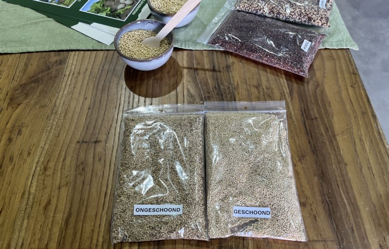 Geschoonde witte quinoa, op de achtergrond ook een rode variant.