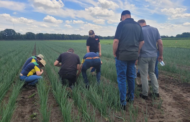 Hoeveel tripsen en hoeveel natuurlijke vijanden zitten in het gewas? Die afweging bepaalt mede of spuiten nodig is.