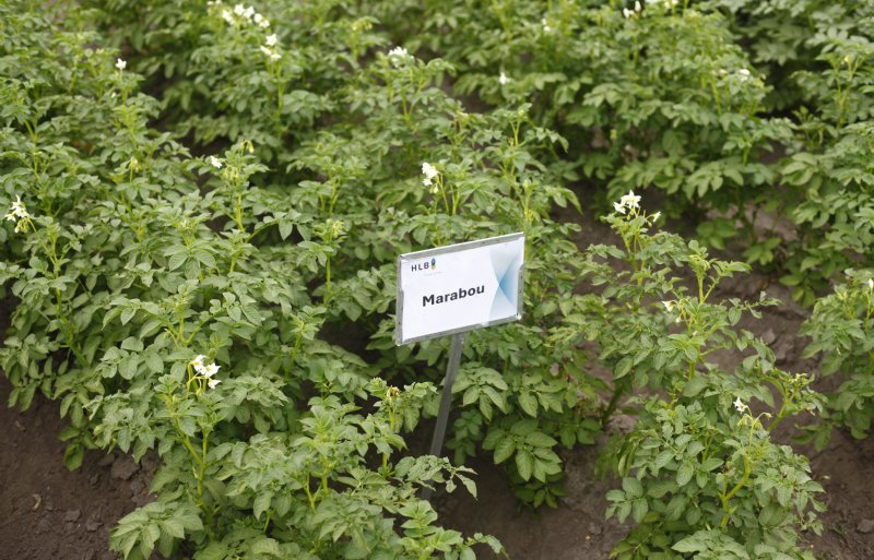 Marabou steekt letterlijk met kop en schouders boven andere aardappelrassen uit.
