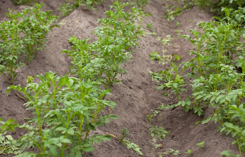 Dit zetmeelaardappelras, nog onder nummer, heeft zichtbaar last van de hoge druk van aardappelmoeheid.