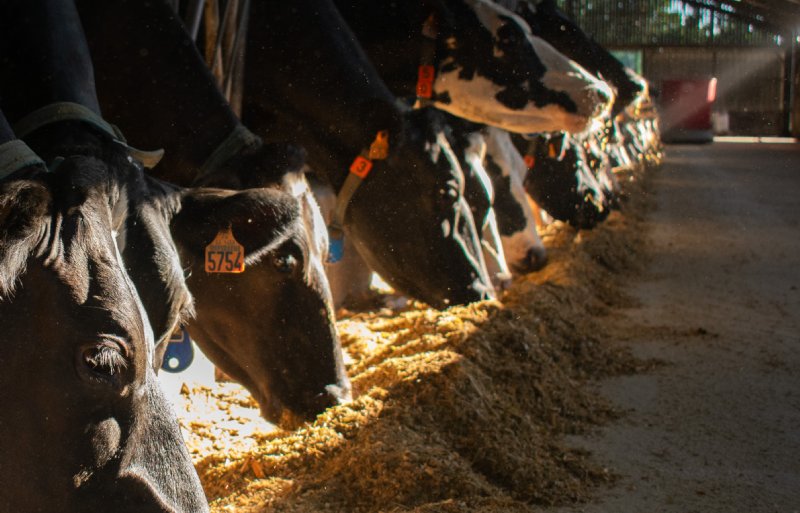 De Lely Vector draait een rijker rantsoen voor de melkkoeien en een ietwat schraler rantsoen voor de droge koeien.