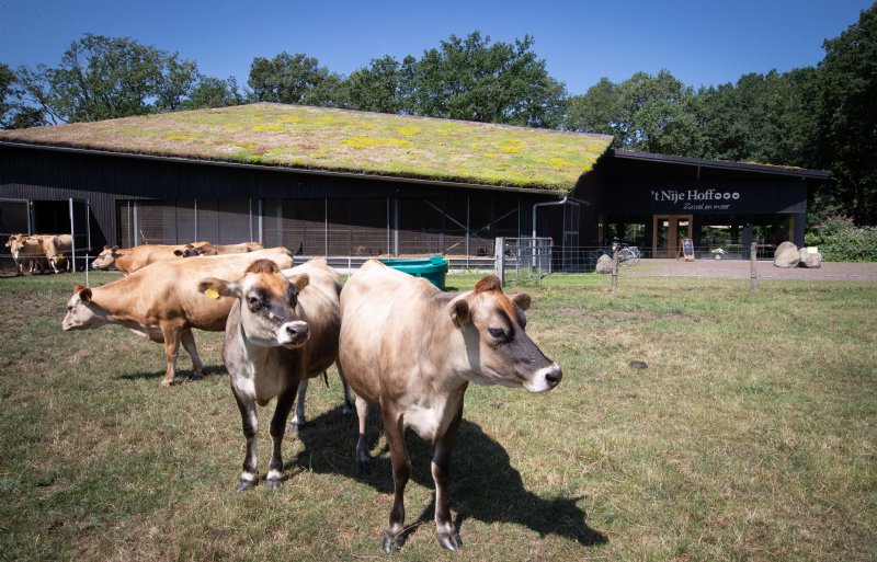Het bedrijf in Emmen telt ruim vijftig Jersey-koeien.