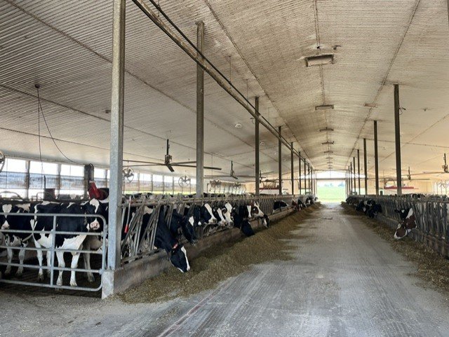De stal is voorzien van melkrobots.