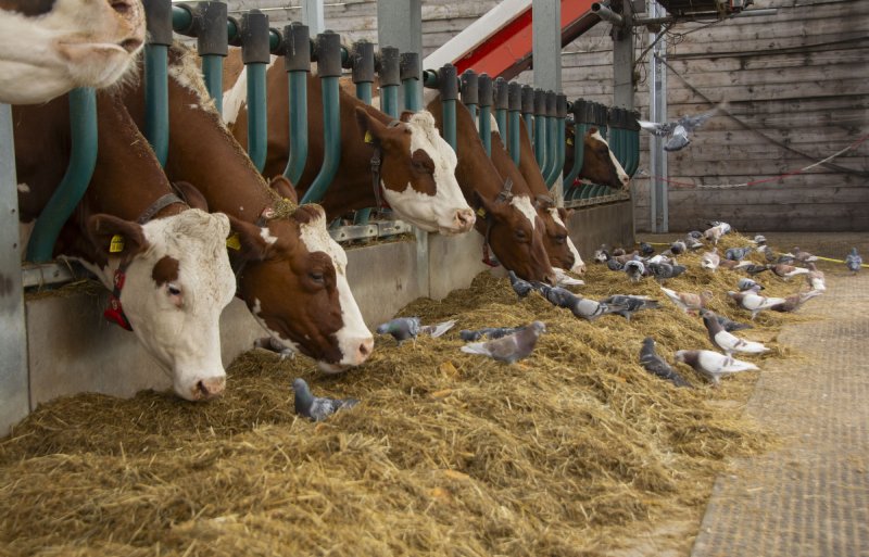 Duiven schieten toe als de melkkoeien net gevoerd zijn.