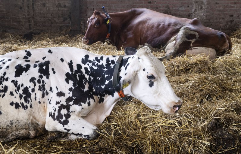 De droge koeien liggen dik in het stro.
