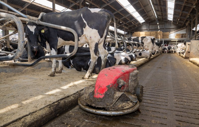 De Lely Discovery Scraper-mestrobot schuift mest door de roostervloer heen.