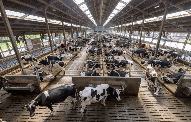 Melkveebedrijf Neijs beschikt inmiddels over 380 koeien.