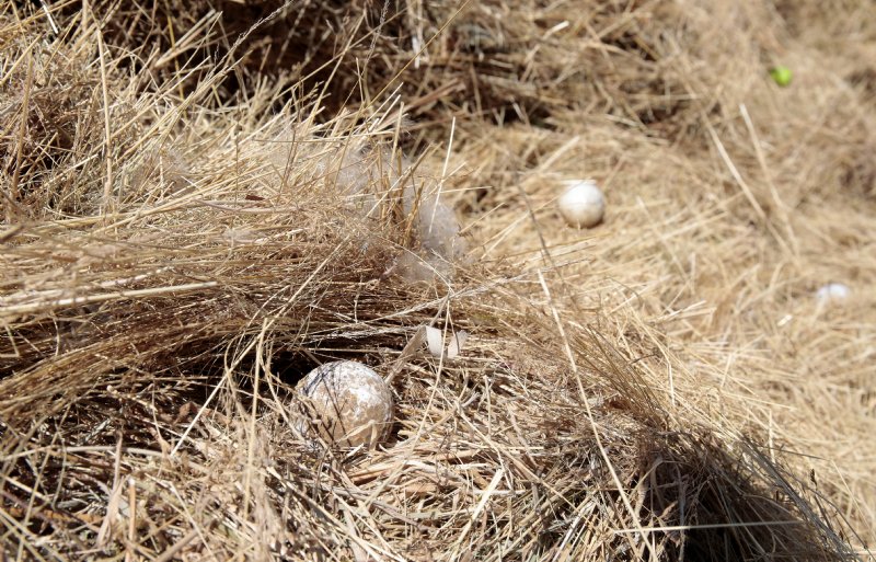 Het maaisel is doorspekt met golfballen.