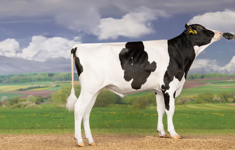 3Star Olde Slim is verkocht naar Duitsland.
