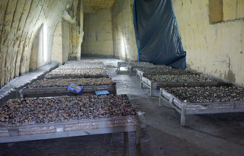 Dirk Jackers teelt 800 kilo grotchampignons per week.