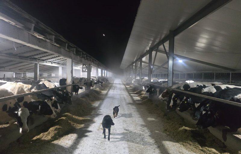 Op Alcama Dairy worden driehonderd melkkoeien gehouden, waarvan een deel in nieuwe stallen.