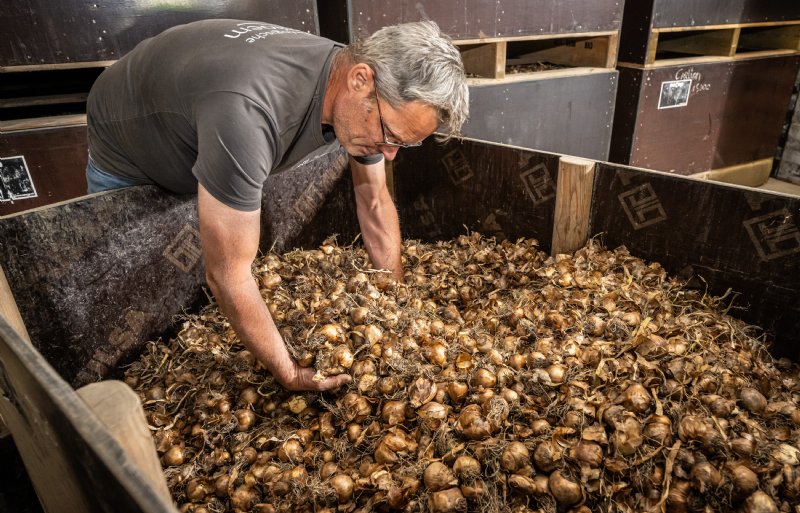 Anthon Bom is tevreden over de oogst van de biologische narcisbollen.