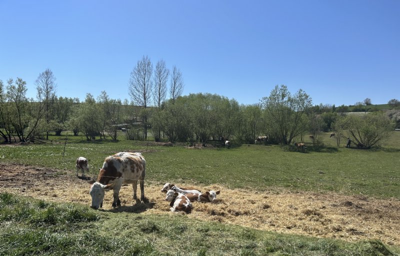 Er is ruimte voor groei en het professionaliseren van de melkveehouderij.