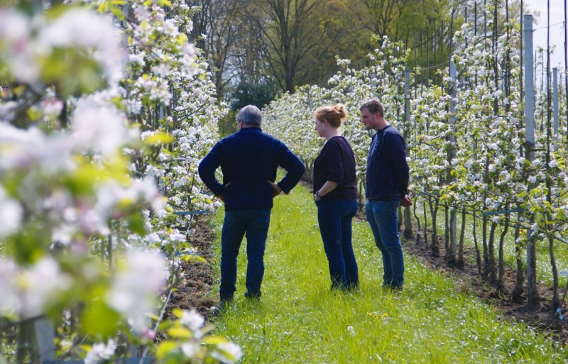 Het bedrijf van fruitteler Adriaan Feijtel is in transitie naar biologisch.