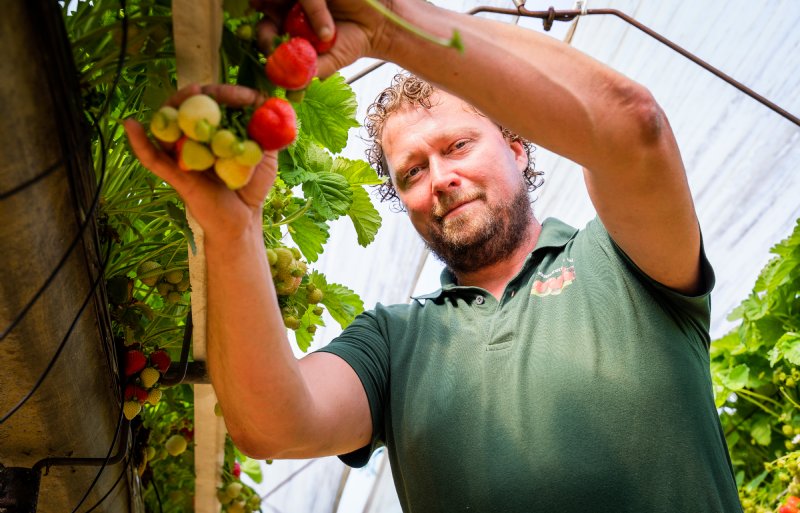 Hardrik Hindriksen, aardbeienteler in Manderveen