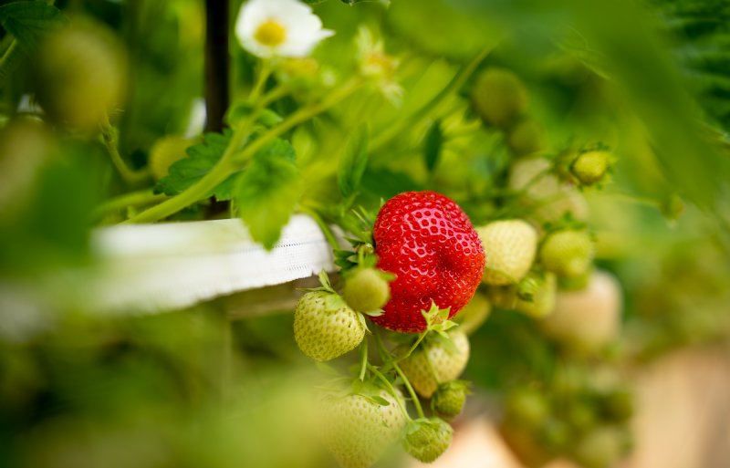 Niet altijd is de schade aan aardbeien door extreem weer direct zichtbaar.