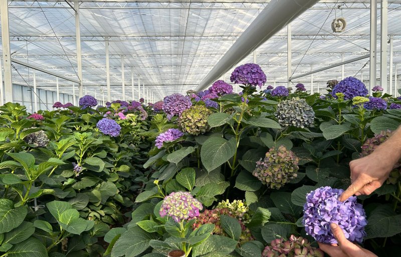 Door de combinatie van de zuurtegraad en de hoeveelheid aluminium kan de kleur van de bloem blauw kleuren.
