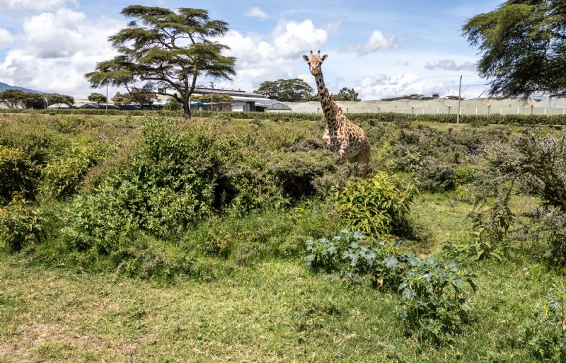 Een giraffe steekt zijn nek uit in de buurt van de rozenkassen bij Nini.