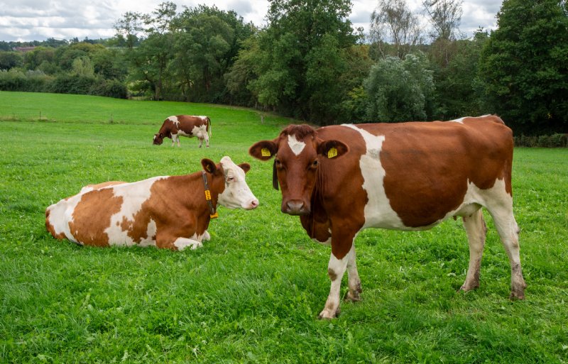 Koeien van René Keulen in het Zuid-Limburgse heuvellandschap.