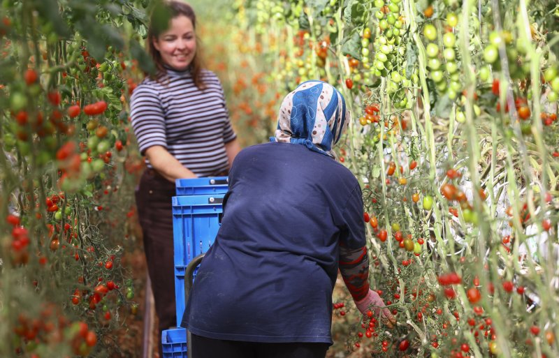 Kwekerij Gardener’s Pride in Beetgum maakt jaarlijks gebruik van zo’n 150 tijdelijke arbeidskrachten.