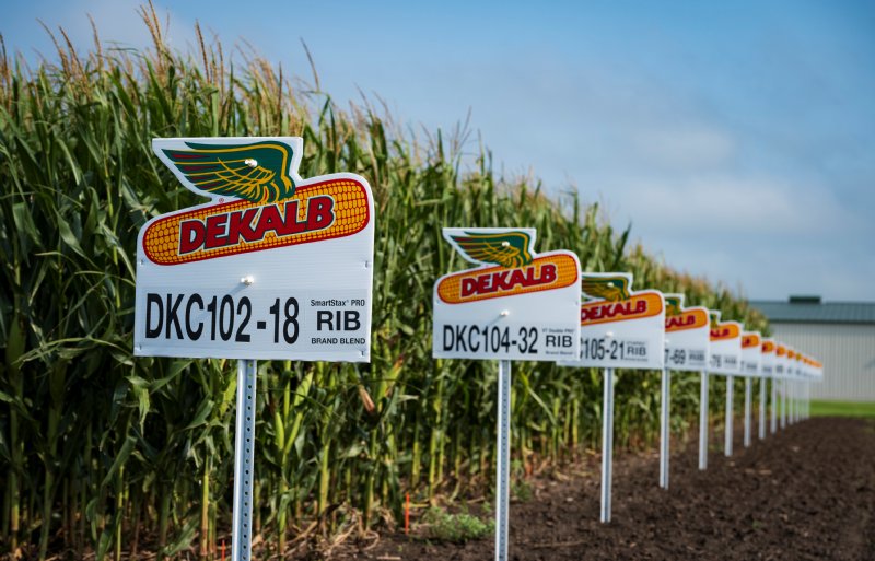 DeKalb is het maismerk van Bayer. Op proefvelden test en ontwikkelt het bedrijf nieuwe rassen en teeltsystemen.