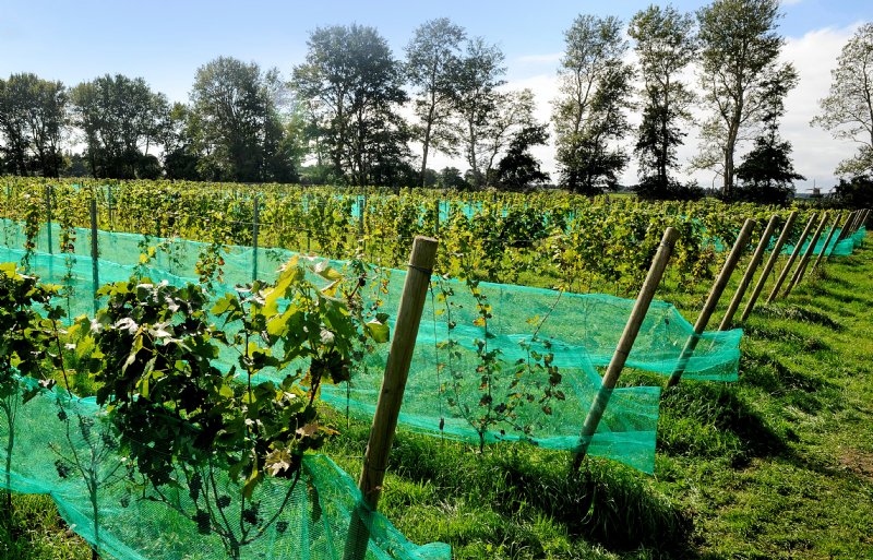 De wijnranken staan opgesteld van jong naar oud. Over vijf jaar moet de productie maximaal zijn.